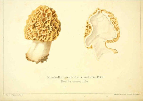 Reproducción/Reproduction 6029060028: Les champignons comestibles du Canton de Neuchâtel Neuchâtel :Société neuchateloise d'utilité publique,1861-1869