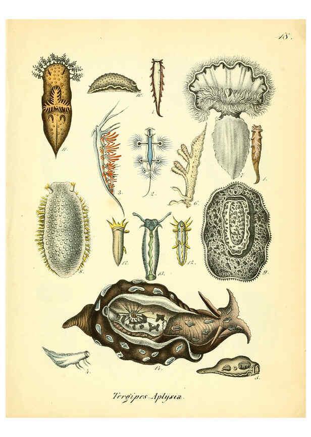 Reproducción/Reproduction 6028533031: Conchylienbuch, oder, Allgemeine und besondere Naturgeschichte der Muscheln und Schnecken Stuttgart :Verlag von Krais & Hoffmann,1855