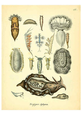 Reproducción/Reproduction 6028533031: Conchylienbuch, oder, Allgemeine und besondere Naturgeschichte der Muscheln und Schnecken Stuttgart :Verlag von Krais & Hoffmann,1855