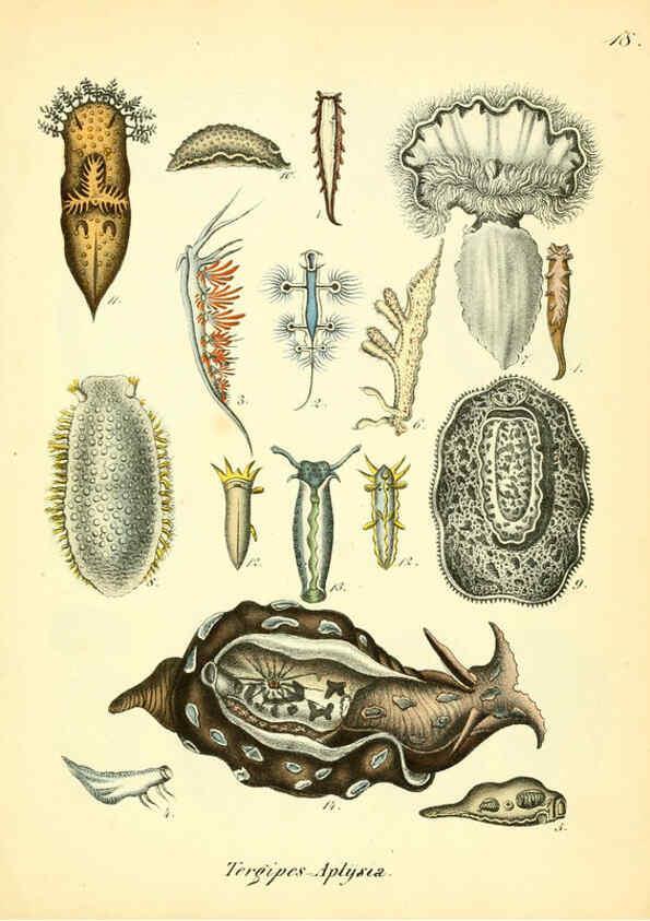 Reproducción/Reproduction 6028533031: Conchylienbuch, oder, Allgemeine und besondere Naturgeschichte der Muscheln und Schnecken Stuttgart :Verlag von Krais & Hoffmann,1855