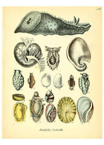 Reproducción/Reproduction 6028533297: Conchylienbuch, oder, Allgemeine und besondere Naturgeschichte der Muscheln und Schnecken Stuttgart :Verlag von Krais & Hoffmann,1855