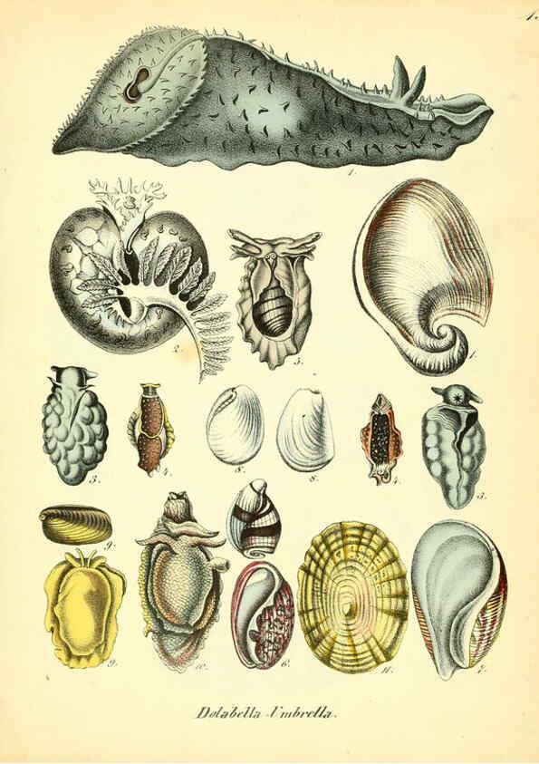 Reproducción/Reproduction 6028533297: Conchylienbuch, oder, Allgemeine und besondere Naturgeschichte der Muscheln und Schnecken Stuttgart :Verlag von Krais & Hoffmann,1855