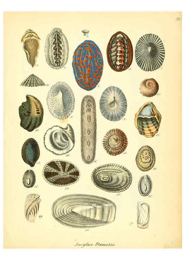 Reproducción/Reproduction 6028533525: Conchylienbuch, oder, Allgemeine und besondere Naturgeschichte der Muscheln und Schnecken Stuttgart :Verlag von Krais & Hoffmann,1855
