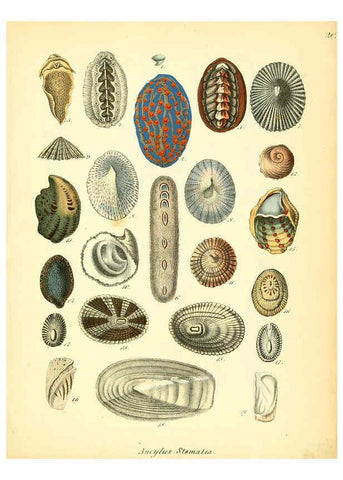 Reproducción/Reproduction 6028533525: Conchylienbuch, oder, Allgemeine und besondere Naturgeschichte der Muscheln und Schnecken Stuttgart :Verlag von Krais & Hoffmann,1855