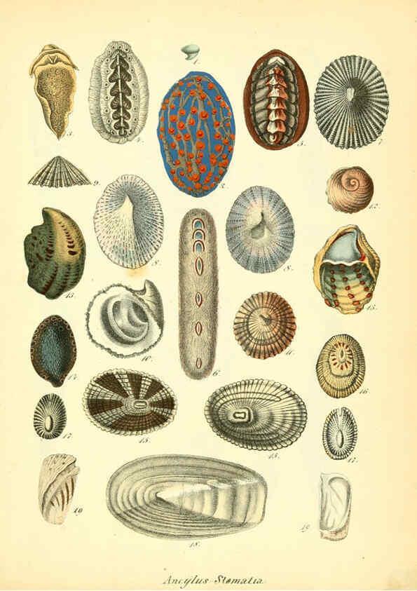 Reproducción/Reproduction 6028533525: Conchylienbuch, oder, Allgemeine und besondere Naturgeschichte der Muscheln und Schnecken Stuttgart :Verlag von Krais & Hoffmann,1855