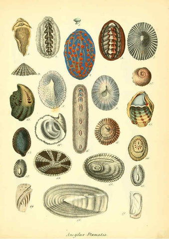 Reproducción/Reproduction 6028533525: Conchylienbuch, oder, Allgemeine und besondere Naturgeschichte der Muscheln und Schnecken Stuttgart :Verlag von Krais & Hoffmann,1855