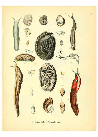 Reproducción/Reproduction 6029086300: Conchylienbuch, oder, Allgemeine und besondere Naturgeschichte der Muscheln und Schnecken Stuttgart :Verlag von Krais & Hoffmann,1855