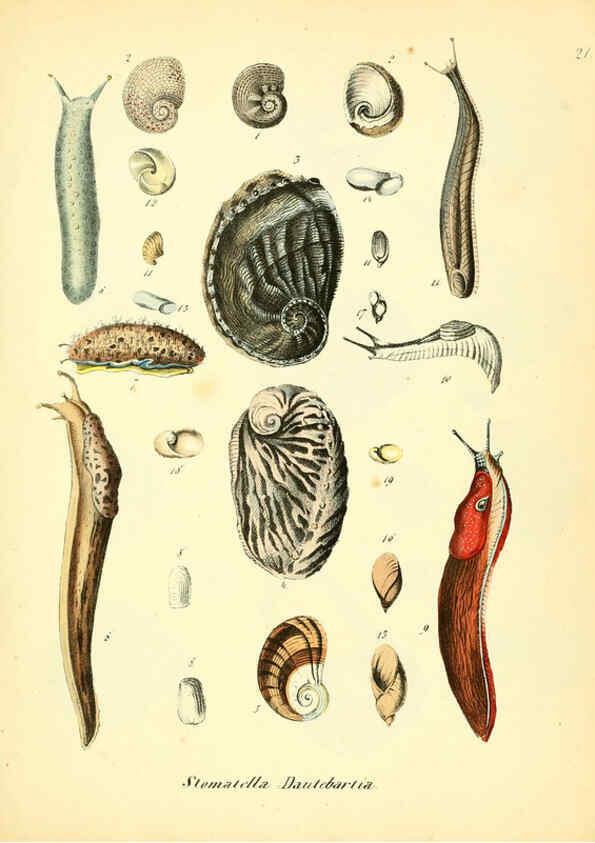 Reproducción/Reproduction 6029086300: Conchylienbuch, oder, Allgemeine und besondere Naturgeschichte der Muscheln und Schnecken Stuttgart :Verlag von Krais & Hoffmann,1855
