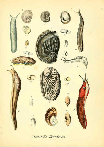 Reproducción/Reproduction 6029086300: Conchylienbuch, oder, Allgemeine und besondere Naturgeschichte der Muscheln und Schnecken Stuttgart :Verlag von Krais & Hoffmann,1855
