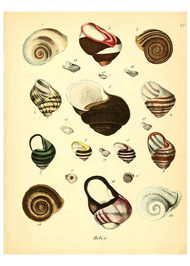 Reproducción/Reproduction 6028534019: Conchylienbuch, oder, Allgemeine und besondere Naturgeschichte der Muscheln und Schnecken Stuttgart :Verlag von Krais & Hoffmann,1855