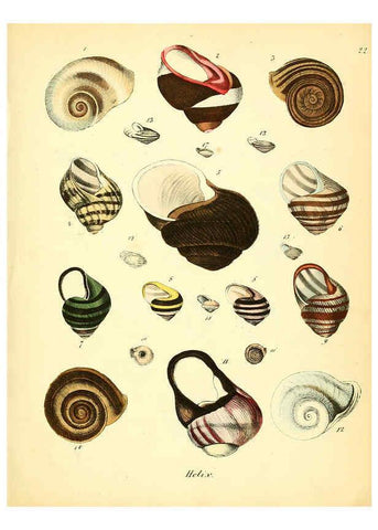 Reproducción/Reproduction 6028534019: Conchylienbuch, oder, Allgemeine und besondere Naturgeschichte der Muscheln und Schnecken Stuttgart :Verlag von Krais & Hoffmann,1855
