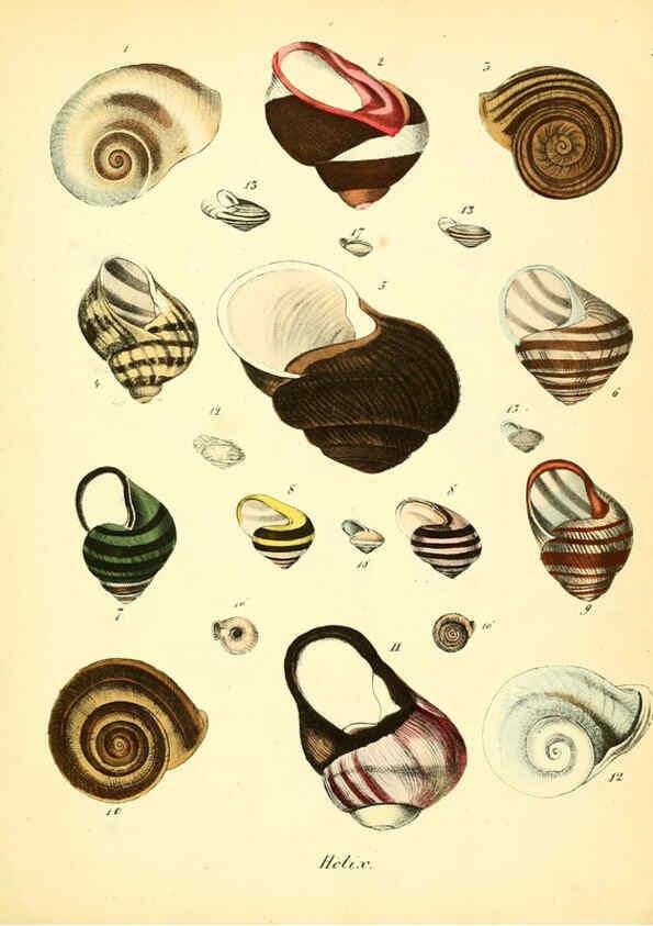 Reproducción/Reproduction 6028534019: Conchylienbuch, oder, Allgemeine und besondere Naturgeschichte der Muscheln und Schnecken Stuttgart :Verlag von Krais & Hoffmann,1855
