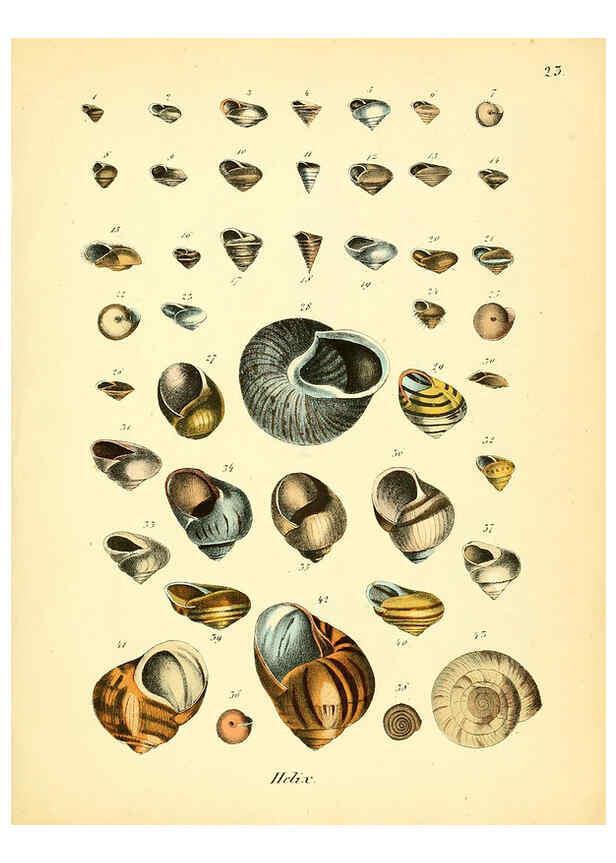 Reproducción/Reproduction 6029086748: Conchylienbuch, oder, Allgemeine und besondere Naturgeschichte der Muscheln und Schnecken Stuttgart :Verlag von Krais & Hoffmann,1855