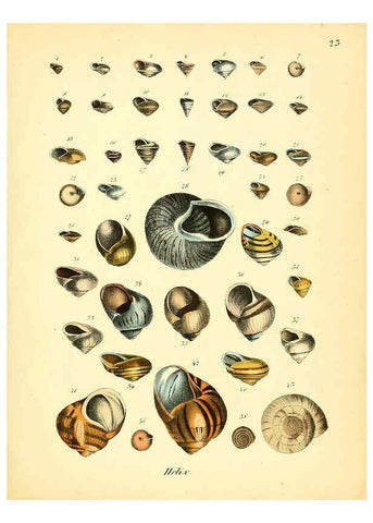 Reproducción/Reproduction 6029086748: Conchylienbuch, oder, Allgemeine und besondere Naturgeschichte der Muscheln und Schnecken Stuttgart :Verlag von Krais & Hoffmann,1855