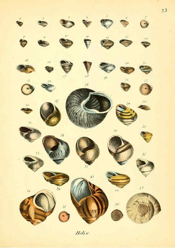 Reproducción/Reproduction 6029086748: Conchylienbuch, oder, Allgemeine und besondere Naturgeschichte der Muscheln und Schnecken Stuttgart :Verlag von Krais & Hoffmann,1855