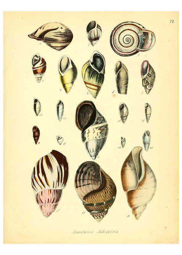 Reproducción/Reproduction 6028534455: Conchylienbuch, oder, Allgemeine und besondere Naturgeschichte der Muscheln und Schnecken Stuttgart :Verlag von Krais & Hoffmann,1855