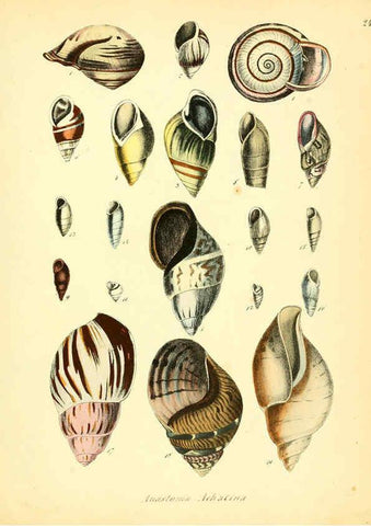 Reproducción/Reproduction 6028534455: Conchylienbuch, oder, Allgemeine und besondere Naturgeschichte der Muscheln und Schnecken Stuttgart :Verlag von Krais & Hoffmann,1855