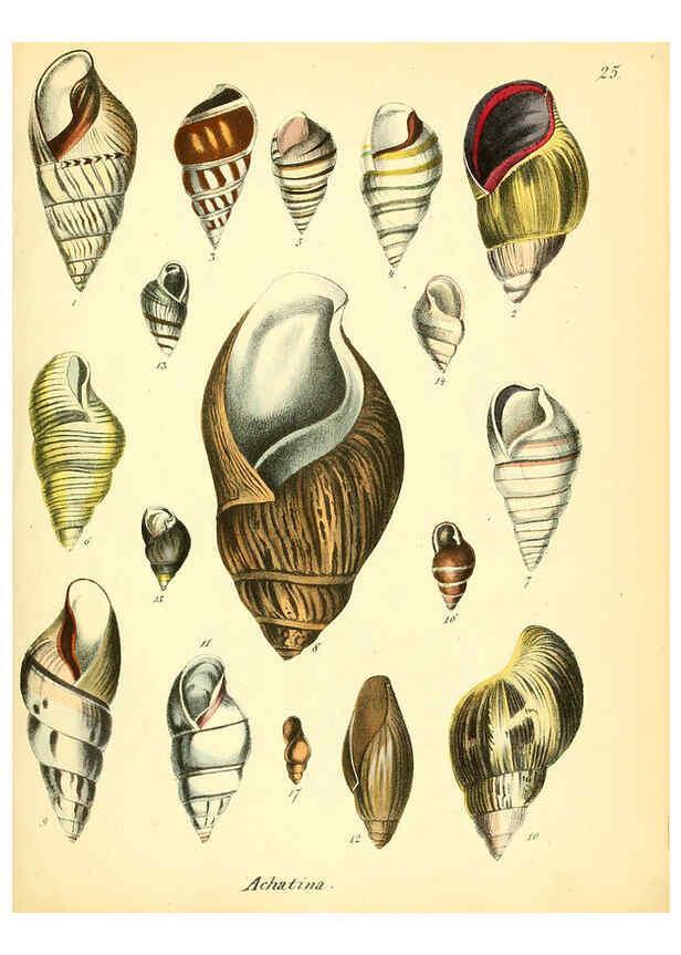 Reproducción/Reproduction 6029087134: Conchylienbuch, oder, Allgemeine und besondere Naturgeschichte der Muscheln und Schnecken Stuttgart :Verlag von Krais & Hoffmann,1855