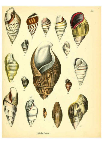 Reproducción/Reproduction 6029087134: Conchylienbuch, oder, Allgemeine und besondere Naturgeschichte der Muscheln und Schnecken Stuttgart :Verlag von Krais & Hoffmann,1855