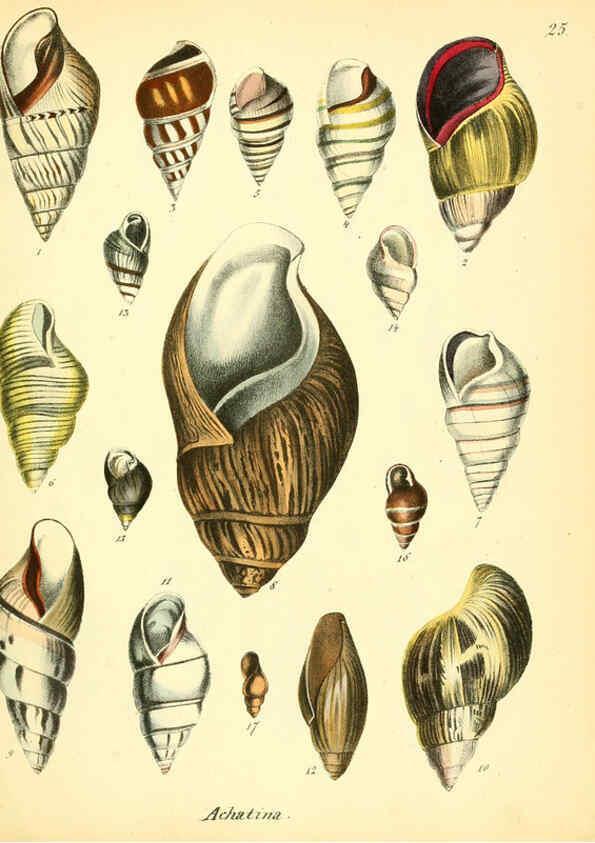 Reproducción/Reproduction 6029087134: Conchylienbuch, oder, Allgemeine und besondere Naturgeschichte der Muscheln und Schnecken Stuttgart :Verlag von Krais & Hoffmann,1855
