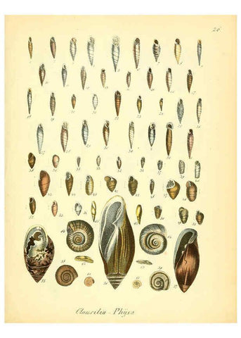 Reproducción/Reproduction 6029087394: Conchylienbuch, oder, Allgemeine und besondere Naturgeschichte der Muscheln und Schnecken Stuttgart :Verlag von Krais & Hoffmann,1855