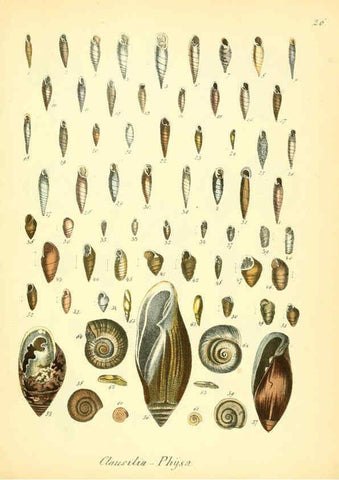 Reproducción/Reproduction 6029087394: Conchylienbuch, oder, Allgemeine und besondere Naturgeschichte der Muscheln und Schnecken Stuttgart :Verlag von Krais & Hoffmann,1855