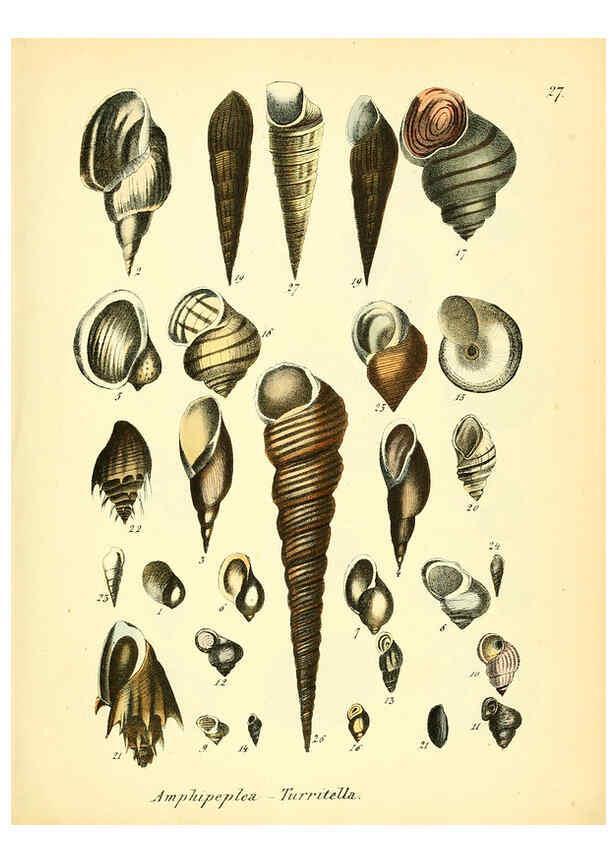 Reproducción/Reproduction 6028535095: Conchylienbuch, oder, Allgemeine und besondere Naturgeschichte der Muscheln und Schnecken Stuttgart :Verlag von Krais & Hoffmann,1855
