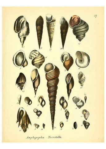 Reproducción/Reproduction 6028535095: Conchylienbuch, oder, Allgemeine und besondere Naturgeschichte der Muscheln und Schnecken Stuttgart :Verlag von Krais & Hoffmann,1855