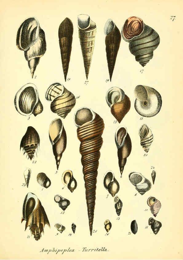 Reproducción/Reproduction 6028535095: Conchylienbuch, oder, Allgemeine und besondere Naturgeschichte der Muscheln und Schnecken Stuttgart :Verlag von Krais & Hoffmann,1855