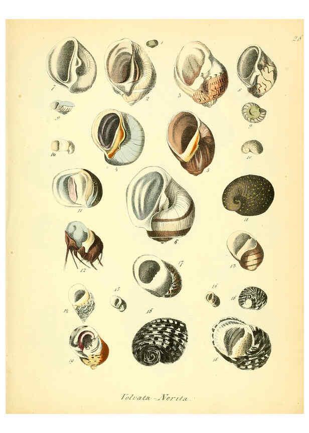 Reproducción/Reproduction 6028535357: Conchylienbuch, oder, Allgemeine und besondere Naturgeschichte der Muscheln und Schnecken Stuttgart :Verlag von Krais & Hoffmann,1855
