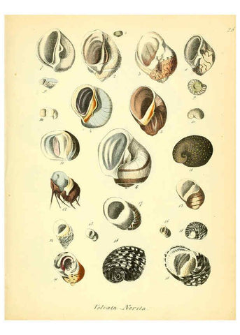 Reproducción/Reproduction 6028535357: Conchylienbuch, oder, Allgemeine und besondere Naturgeschichte der Muscheln und Schnecken Stuttgart :Verlag von Krais & Hoffmann,1855