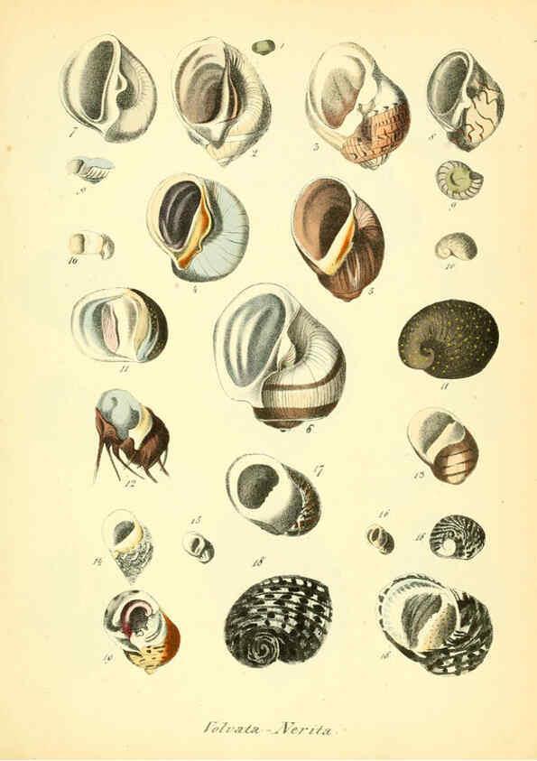 Reproducción/Reproduction 6028535357: Conchylienbuch, oder, Allgemeine und besondere Naturgeschichte der Muscheln und Schnecken Stuttgart :Verlag von Krais & Hoffmann,1855