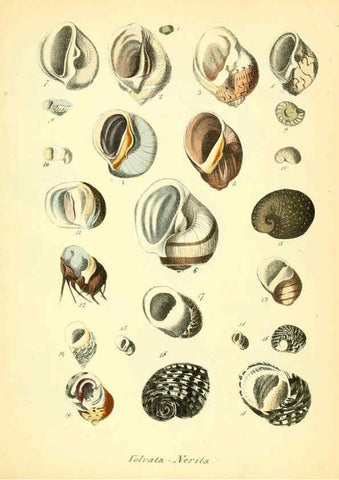 Reproducción/Reproduction 6028535357: Conchylienbuch, oder, Allgemeine und besondere Naturgeschichte der Muscheln und Schnecken Stuttgart :Verlag von Krais & Hoffmann,1855
