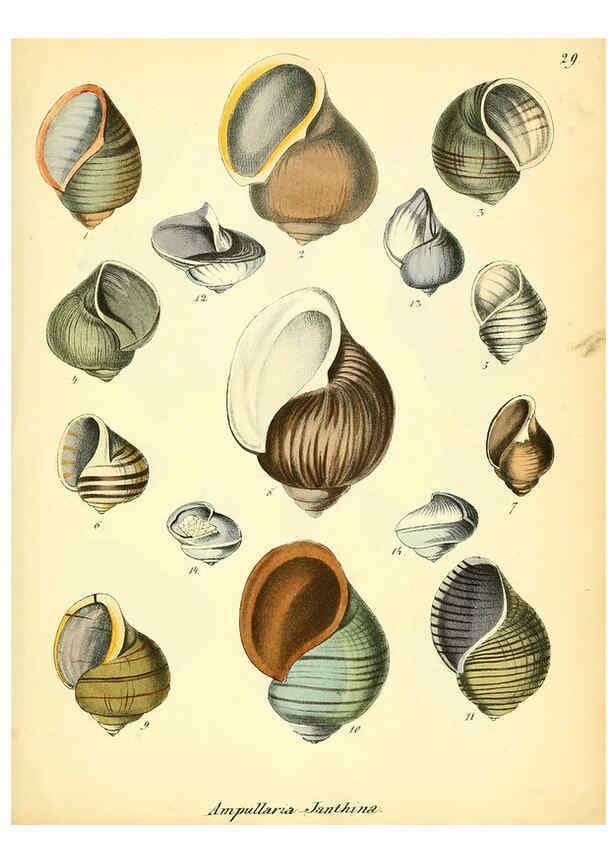 Reproducción/Reproduction 6028535601: Conchylienbuch, oder, Allgemeine und besondere Naturgeschichte der Muscheln und Schnecken Stuttgart :Verlag von Krais & Hoffmann,1855
