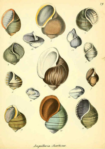 Reproducción/Reproduction 6028535601: Conchylienbuch, oder, Allgemeine und besondere Naturgeschichte der Muscheln und Schnecken Stuttgart :Verlag von Krais & Hoffmann,1855