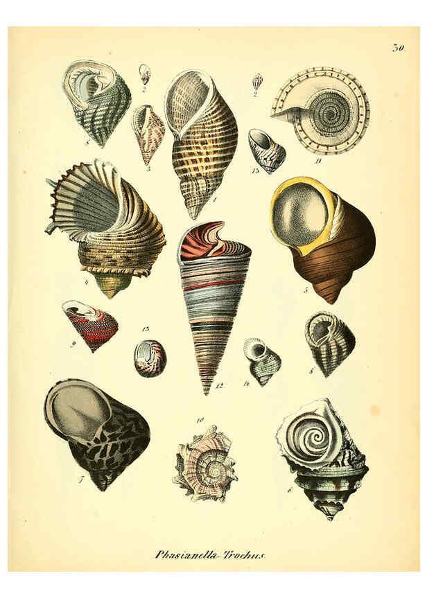 Reproducción/Reproduction 6028535771: Conchylienbuch, oder, Allgemeine und besondere Naturgeschichte der Muscheln und Schnecken Stuttgart :Verlag von Krais & Hoffmann,1855