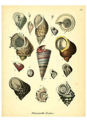 Reproducción/Reproduction 6028535771: Conchylienbuch, oder, Allgemeine und besondere Naturgeschichte der Muscheln und Schnecken Stuttgart :Verlag von Krais & Hoffmann,1855