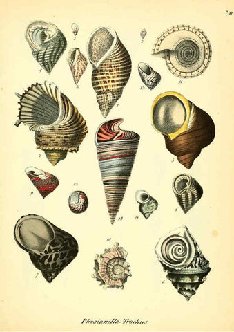 Reproducción/Reproduction 6028535771: Conchylienbuch, oder, Allgemeine und besondere Naturgeschichte der Muscheln und Schnecken Stuttgart :Verlag von Krais & Hoffmann,1855