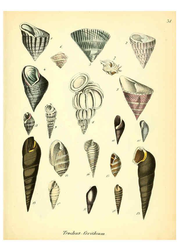 Reproducción/Reproduction 6029088488: Conchylienbuch, oder, Allgemeine und besondere Naturgeschichte der Muscheln und Schnecken Stuttgart :Verlag von Krais & Hoffmann,1855