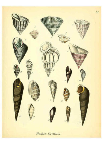 Reproducción/Reproduction 6029088488: Conchylienbuch, oder, Allgemeine und besondere Naturgeschichte der Muscheln und Schnecken Stuttgart :Verlag von Krais & Hoffmann,1855