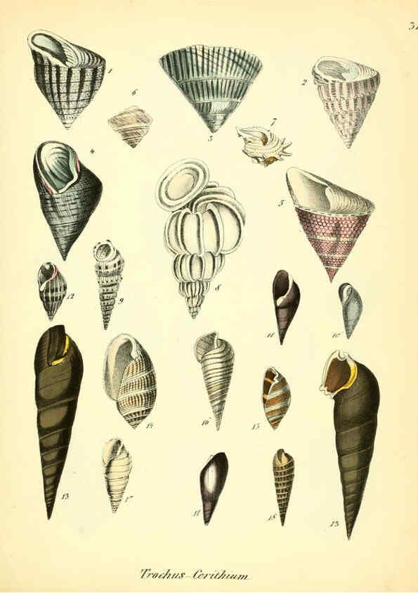 Reproducción/Reproduction 6029088488: Conchylienbuch, oder, Allgemeine und besondere Naturgeschichte der Muscheln und Schnecken Stuttgart :Verlag von Krais & Hoffmann,1855
