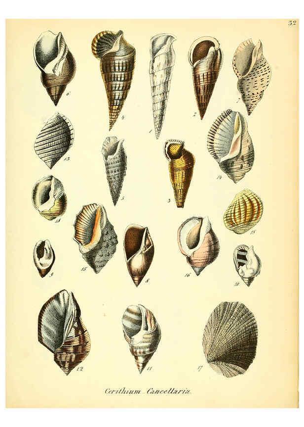 Reproducción/Reproduction 6028536121: Conchylienbuch, oder, Allgemeine und besondere Naturgeschichte der Muscheln und Schnecken Stuttgart :Verlag von Krais & Hoffmann,1855
