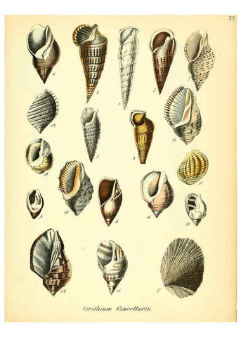Reproducción/Reproduction 6028536121: Conchylienbuch, oder, Allgemeine und besondere Naturgeschichte der Muscheln und Schnecken Stuttgart :Verlag von Krais & Hoffmann,1855