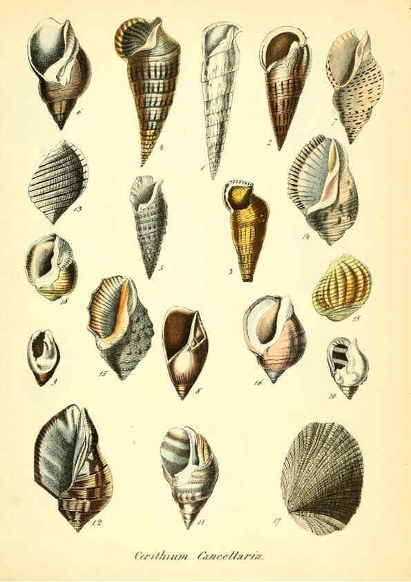 Reproducción/Reproduction 6028536121: Conchylienbuch, oder, Allgemeine und besondere Naturgeschichte der Muscheln und Schnecken Stuttgart :Verlag von Krais & Hoffmann,1855