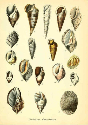 Reproducción/Reproduction 6028536121: Conchylienbuch, oder, Allgemeine und besondere Naturgeschichte der Muscheln und Schnecken Stuttgart :Verlag von Krais & Hoffmann,1855