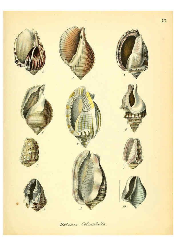 Reproducción/Reproduction 6028536273: Conchylienbuch, oder, Allgemeine und besondere Naturgeschichte der Muscheln und Schnecken Stuttgart :Verlag von Krais & Hoffmann,1855