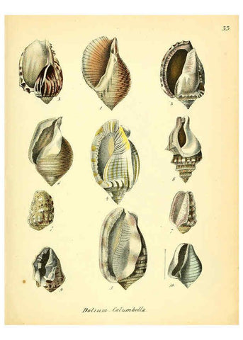 Reproducción/Reproduction 6028536273: Conchylienbuch, oder, Allgemeine und besondere Naturgeschichte der Muscheln und Schnecken Stuttgart :Verlag von Krais & Hoffmann,1855