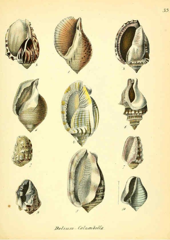Reproducción/Reproduction 6028536273: Conchylienbuch, oder, Allgemeine und besondere Naturgeschichte der Muscheln und Schnecken Stuttgart :Verlag von Krais & Hoffmann,1855