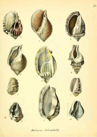 Reproducción/Reproduction 6028536273: Conchylienbuch, oder, Allgemeine und besondere Naturgeschichte der Muscheln und Schnecken Stuttgart :Verlag von Krais & Hoffmann,1855