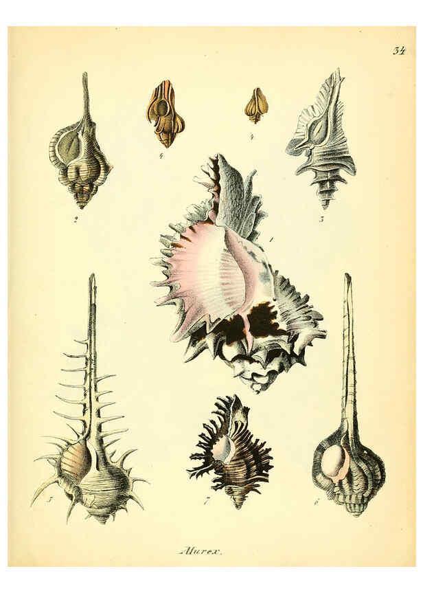 Reproducción/Reproduction 6029089094: Conchylienbuch, oder, Allgemeine und besondere Naturgeschichte der Muscheln und Schnecken Stuttgart :Verlag von Krais & Hoffmann,1855